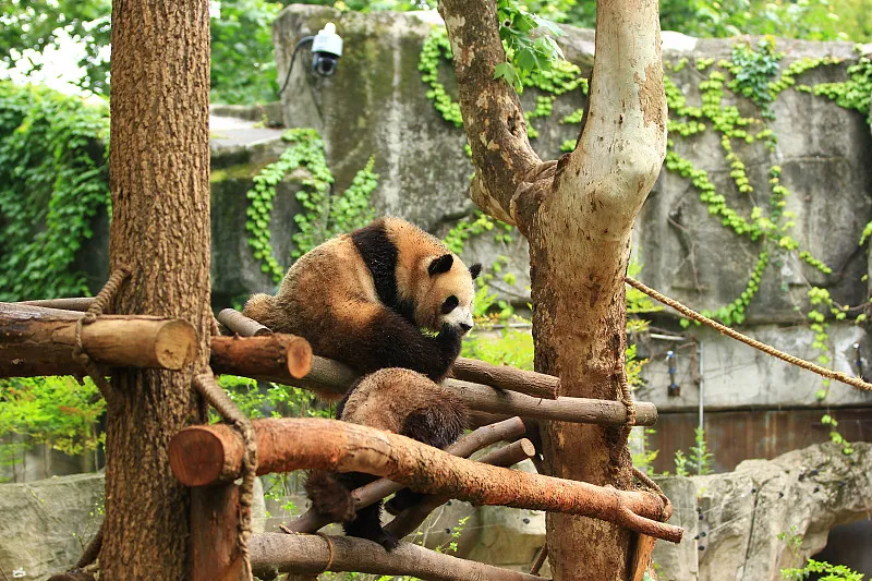 Cover image for "5 Simple Ways Kids Can Help Save Giant Pandas"