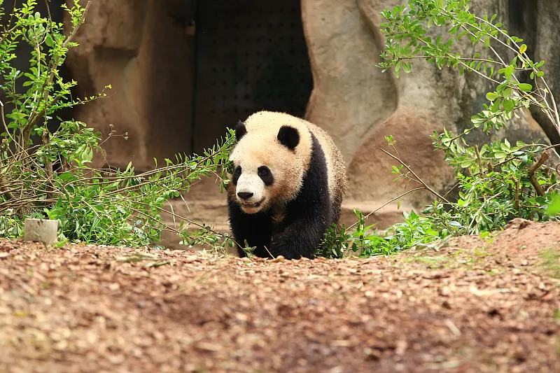 Cover image for "From Kung Fu Panda to Bing Dwen Dwen: Panda Images on Global Screens"