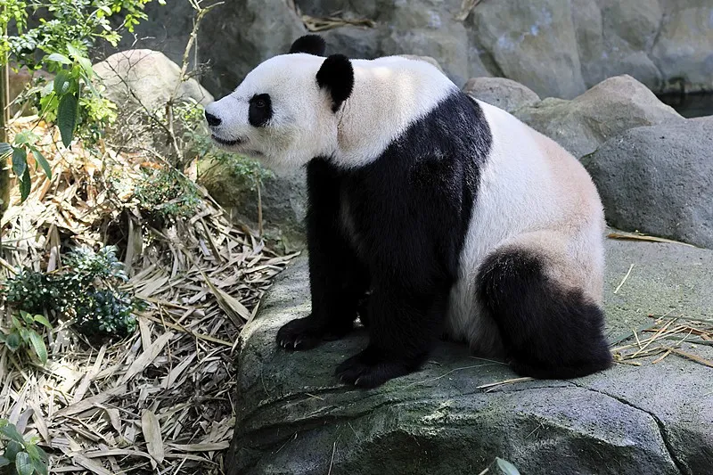 Cover image for "Meet the Giant Panda: The World's Most Beloved Bear"