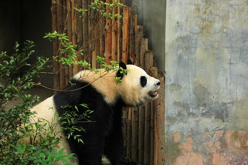 Cover image for "Raising a Panda in the Metaverse: The Future of Digital Conservation"