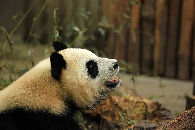 Cover image for "Minshan vs. Qinling: How Two Mountain Ranges Shape Different Pandas"