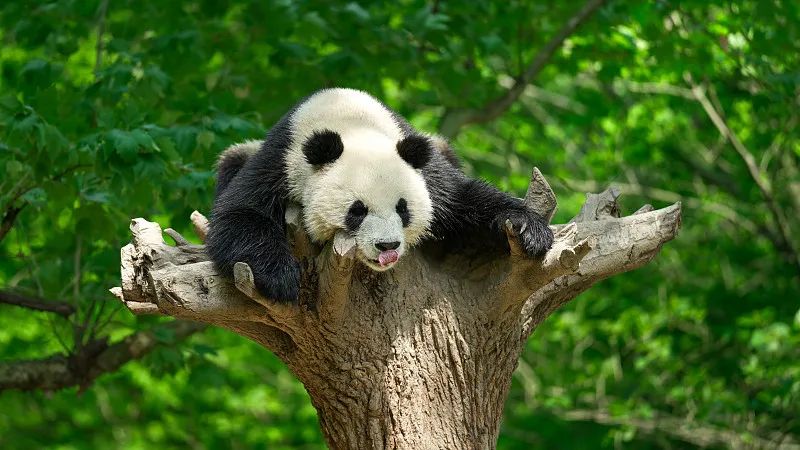 Cover image for "The Great Return: Why Overseas-Born Pandas Must Come Home"