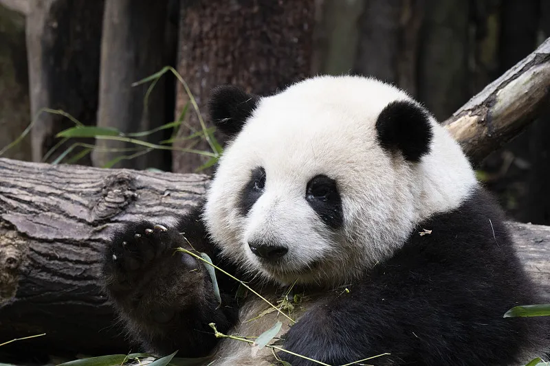 Cover image for "Panda Superpowers: Climbing Trees and Swimming Skills"