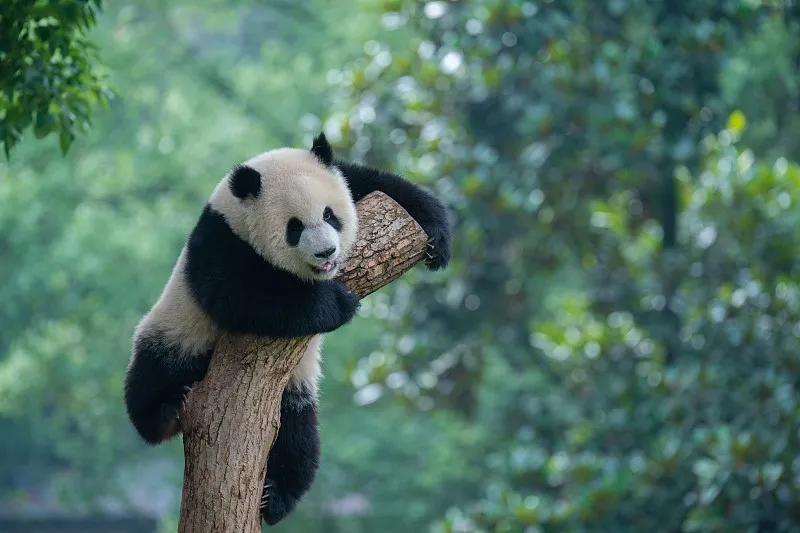 Cover image for "Panda Data Treasure Hunt: Search the Database Like a Real Scientist"