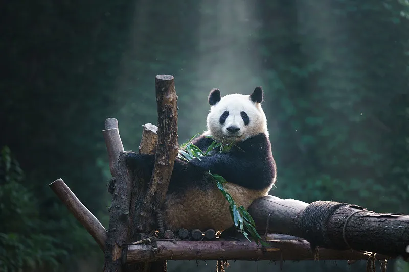 Cover image for "The Bamboo Grinder: Panda Dental Health and Worn Teeth"