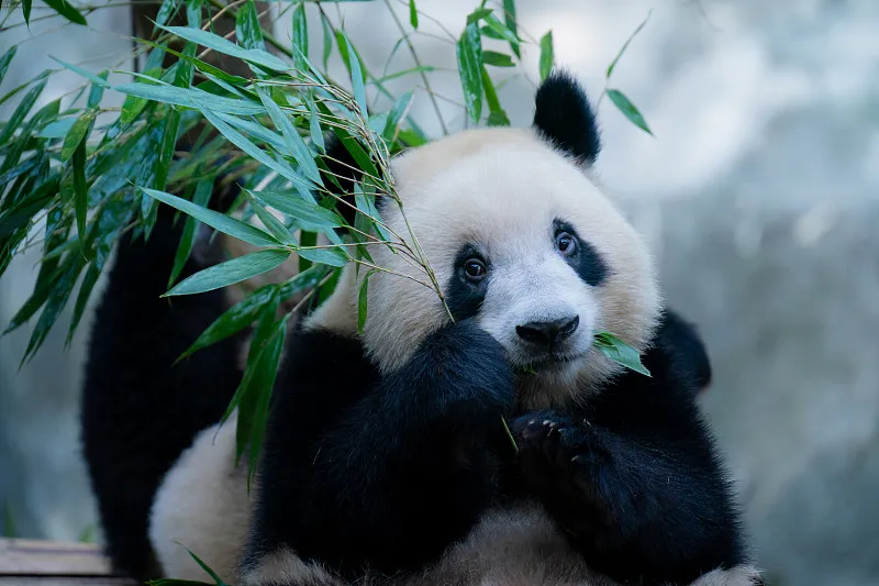Cover image for The Giant Panda's Digestive System: Anatomy of a Carnivore Eating Plants — a giant panda related article on Pandacommon