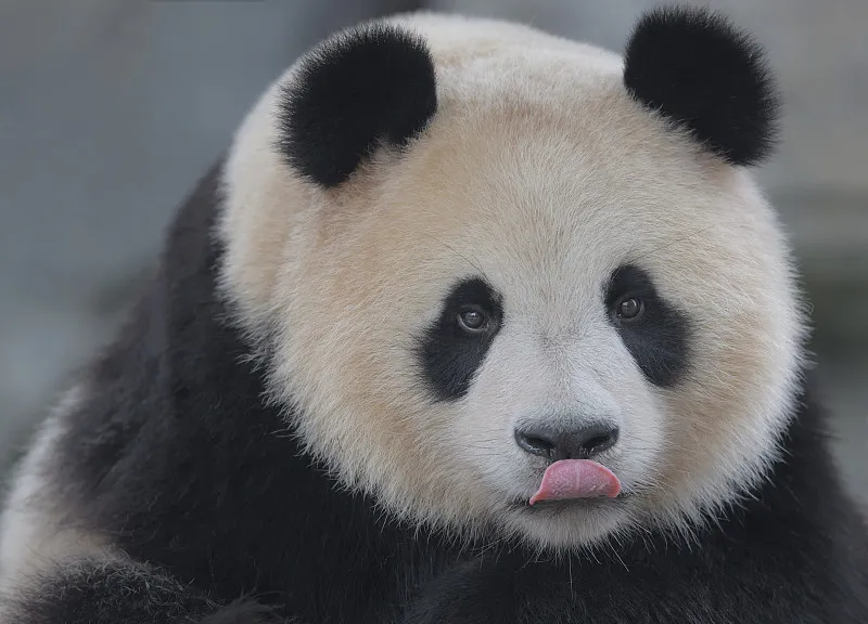 Cover image for "Common Panda Diseases: From Gut Blockages to Parasite Prevention"