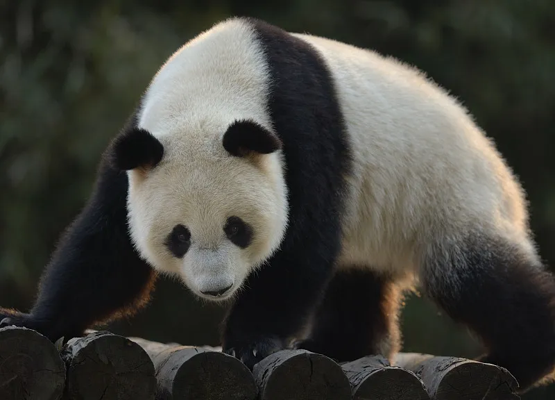 Cover image for From Endangered to Vulnerable: The Science Behind the IUCN Status Change — a giant panda related article on Pandacommon