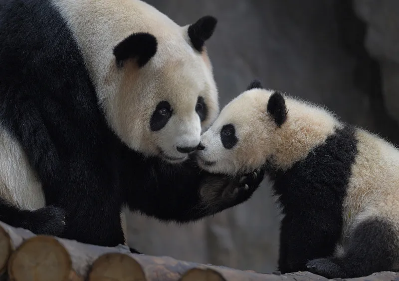 Cover image for "Why Pandas Need Toys: The Science of Environmental Enrichment"