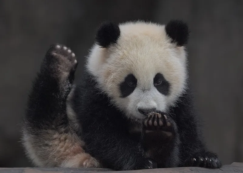 Cover image for "What's in Your Panda Expedition Backpack?"