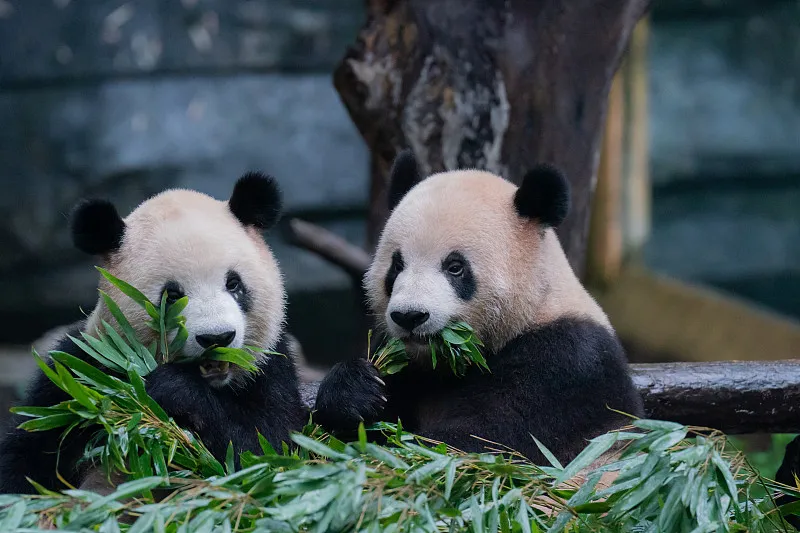 Cover image for "Do Pandas Understand French and German? Animal Language Secrets"