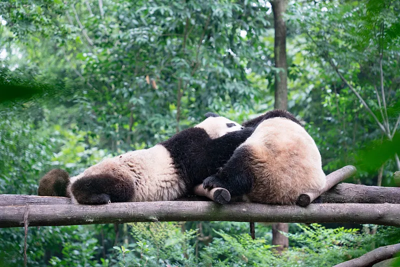 Cover image for "Guardians of the Forest: Infrared Cameras and Wild Panda Monitoring"