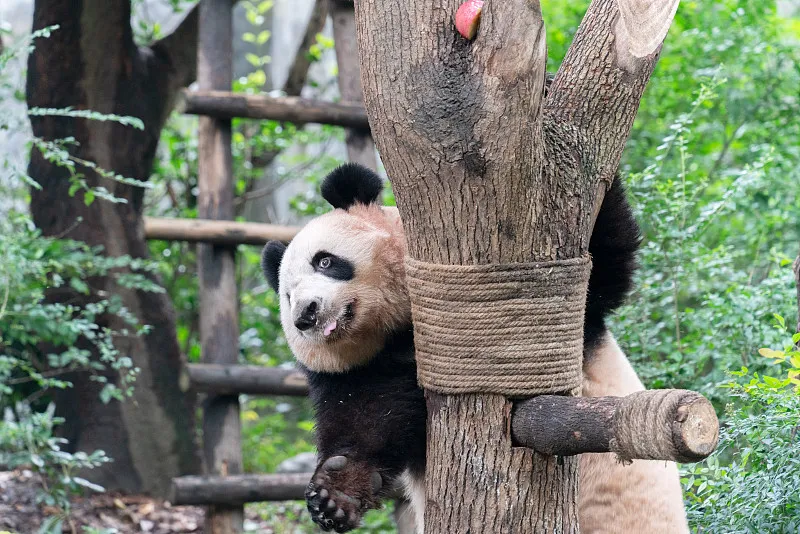 Cover image for "Panda Genome Sequencing: How DNA Research Changed Conservation"