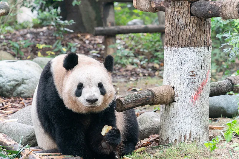 Cover image for "Panda Habitat as Carbon Sink: The Hidden Climate Value of Bamboo Forests"