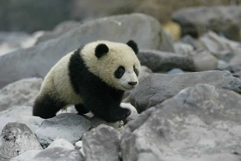 Cover image for Shattered Homes: Why Wildlife Corridors Are Vital for Wild Pandas — a giant panda related article on Pandacommon