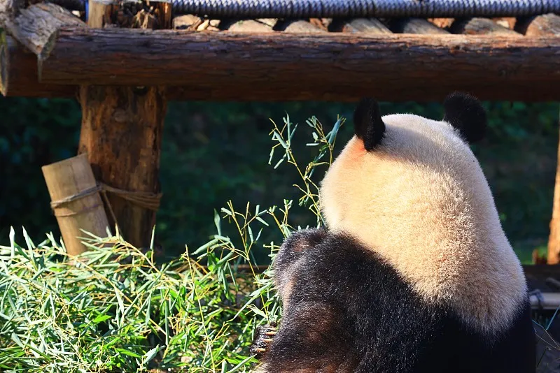 Cover image for Panda Express: What Kind of Plane Does a Panda Fly In? — a giant panda related article on Pandacommon