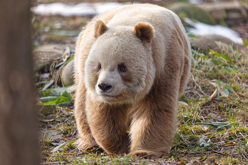 Cover image for "Panda Kindergarten: Climbing Class, Bamboo School, and Nap Time"