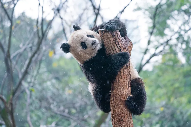 Cover image for "Inside a Panda's Lunchbox: Bamboo, Apples, and Mystery Snacks"
