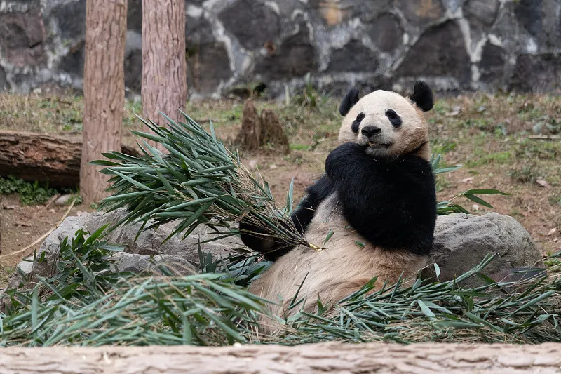 Cover image for "The Ultimate Family Panda Movie Night Guide"