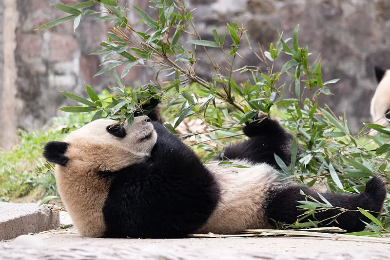 Cover image for "Who Moved My Ball? A Tour of the Ultimate Panda Playground"