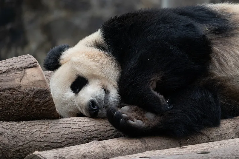 Cover image for "Panda Poo Facts: The Fun Truth About Giant Panda Poop"