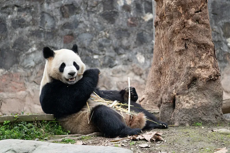 Cover image for Are You a Panda Expert? Take the Ultimate Panda Knowledge Quiz — a giant panda related article on Pandacommon