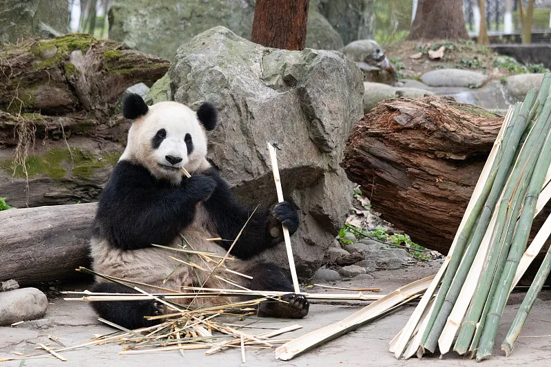 Cover image for "Rewilding Pandas: From Captivity Back to the Deep Forest"