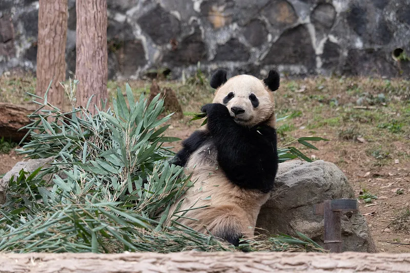 Cover image for "What Do Panda Scientists Do? A Kid's Guide to Panda Research"