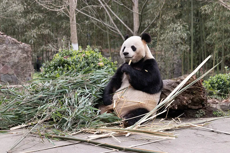 Cover image for "Super Senses: How Pandas Navigate by Smell and Sound in the Deep Forest"