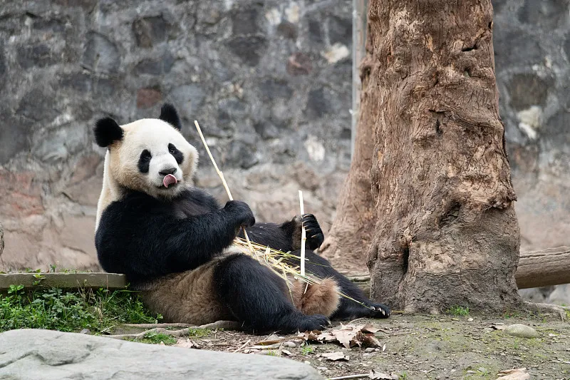 Cover image for Panda Language: What Do 'Baa-Baa' and 'Woof-Woof' Mean? — a giant panda related article on Pandacommon
