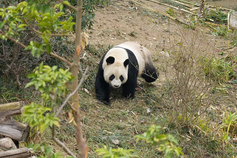 Cover image for "Global Panda Stamps and Gold Coins: A Collector's Visual Guide"