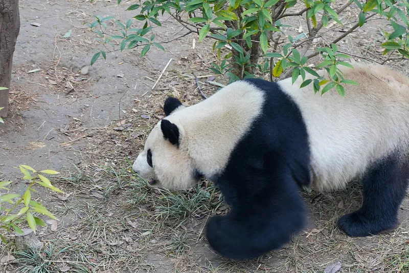 Cover image for "Do Pandas Sweat? How Tropical Pandas Beat the Heat"