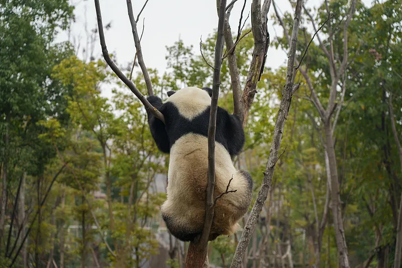 Cover image for "How to Use the Panda Studbook Tool: Trace Any Panda's Ancestry"