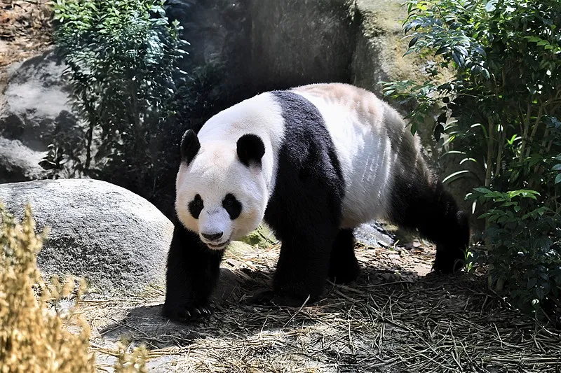 Cover image for The Giant Panda in Chinese Culture: From Ancient Symbol to Modern Icon — a giant panda related article on Pandacommon