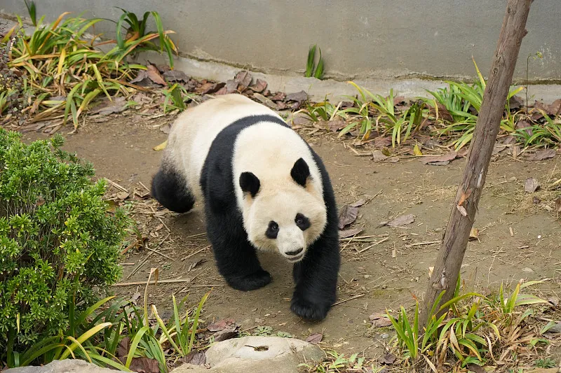 Cover image for "Panda Roommates: The Rich Biodiversity of Bamboo Forest Ecosystems"