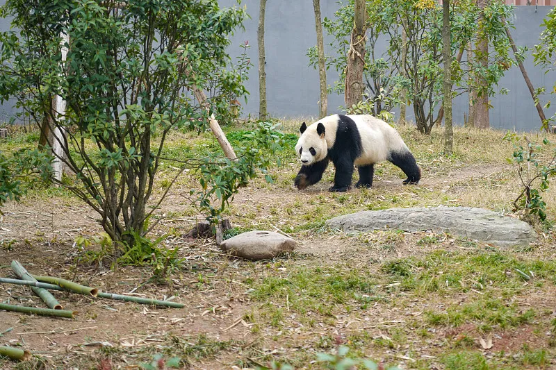 Cover image for The Umbrella Effect: Protecting Pandas Protects Thousands of Species — a giant panda related article on Pandacommon