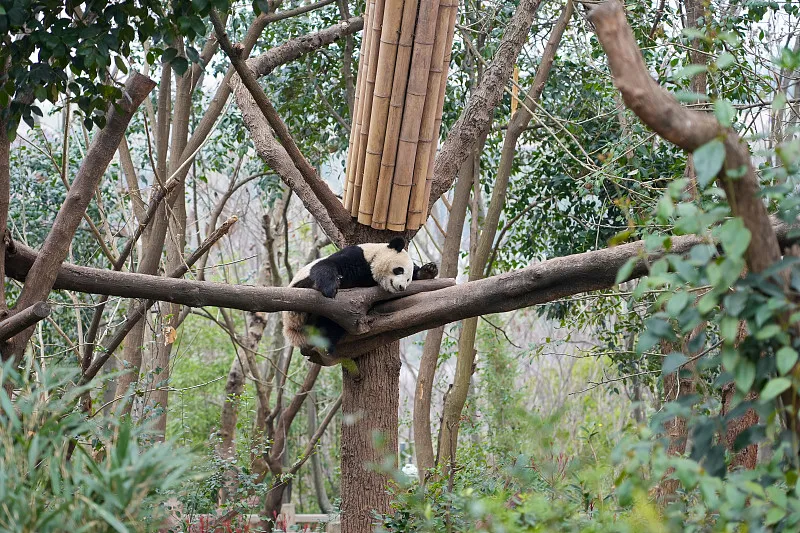 Cover image for Winter Adventure: Where Do Pandas Go When It Snows? — a giant panda related article on Pandacommon