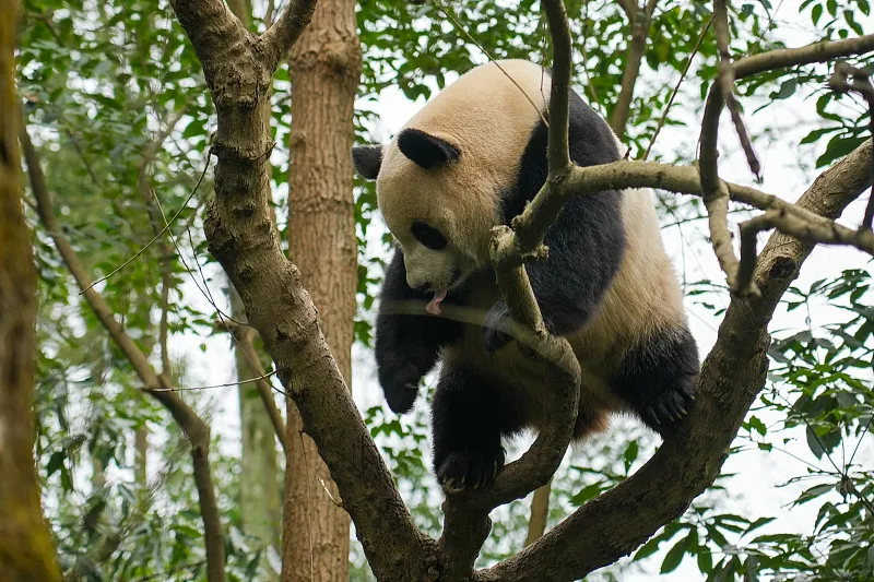Cover image for "Zoo Visit Manners: Why You Shouldn't Shout at Pandas"