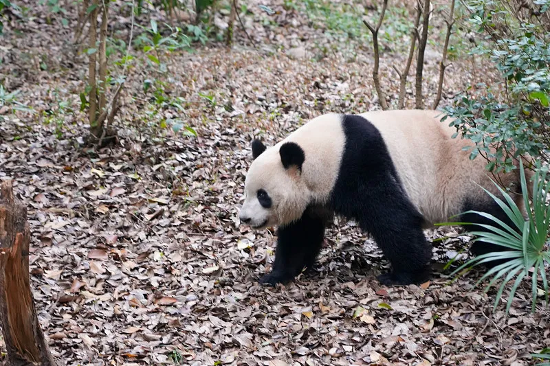 Cover image for "Our Data Methodology: How We Verify 663 Pandas Across 58 Locations"