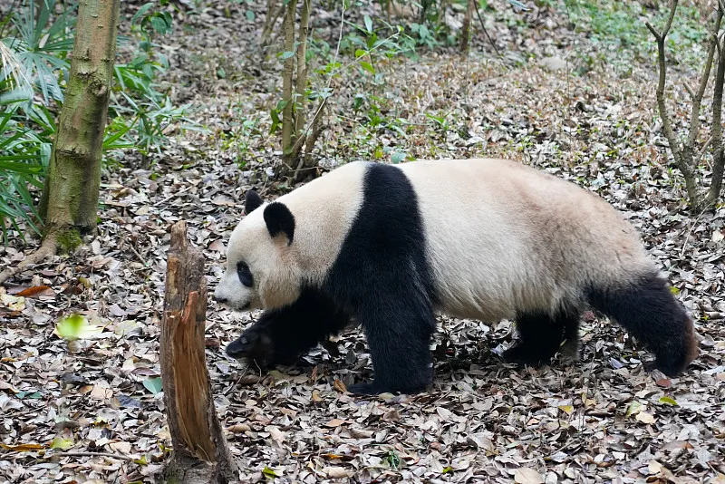 Cover image for "Pandas Born in America: Meet the ABC Panda Cubs"