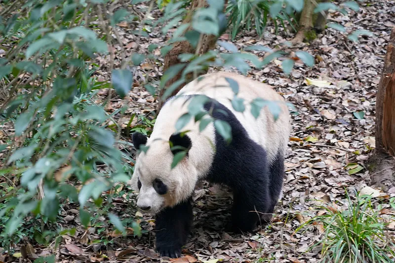 Cover image for The Panda's Sixth Finger: Evolution of the Radial Sesamoid Bone — a giant panda related article on Pandacommon