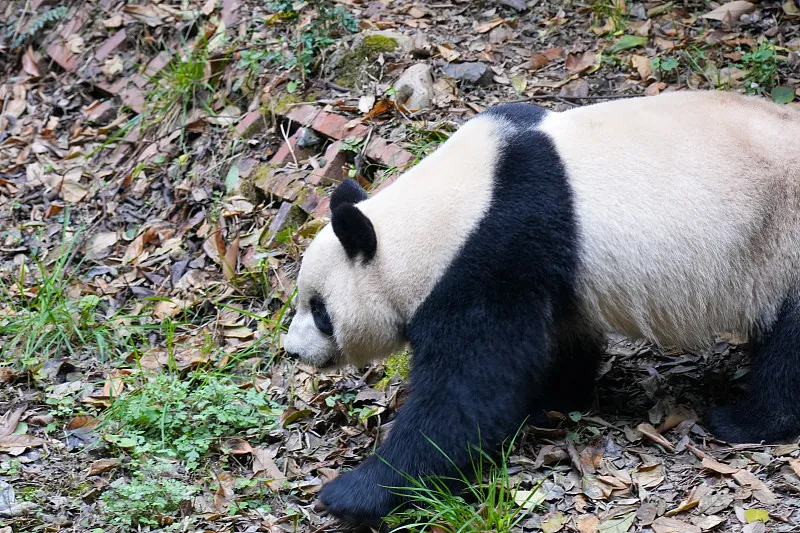 Cover image for Red Panda vs Giant Panda: Are We Actually Related? — a giant panda related article on Pandacommon