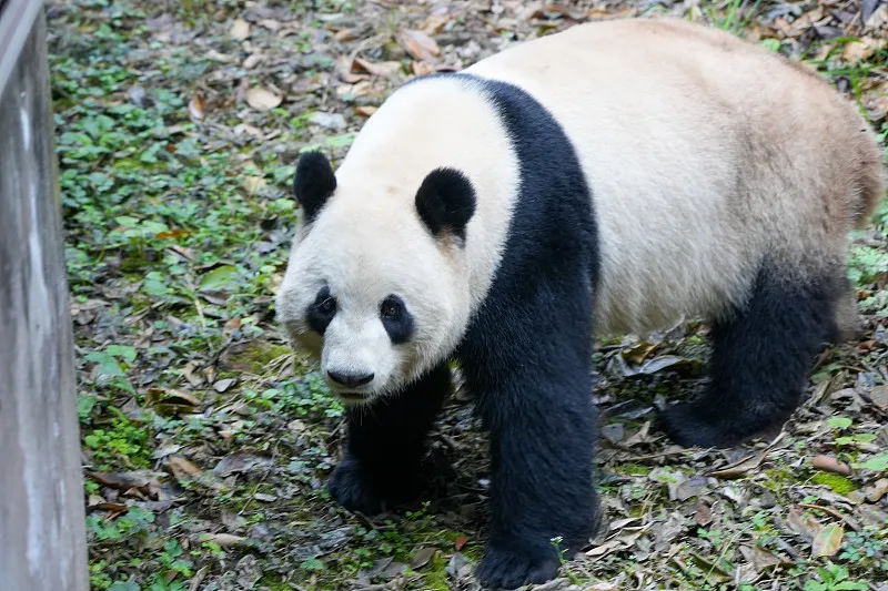 Cover image for "Ruth Harkness and Su Lin: The First Panda to Reach the Western World"