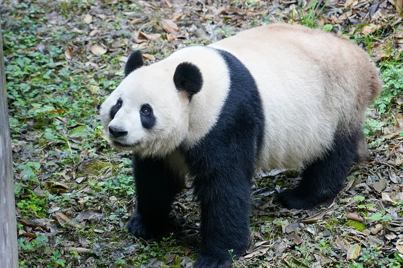 Cover image for "San Diego's Frozen Zoo: Preserving Panda Genes for the Future"