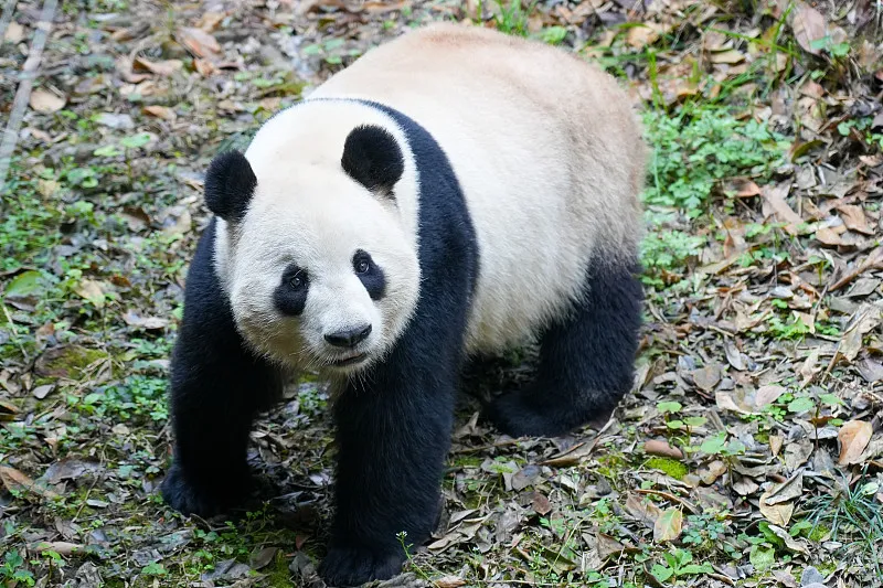 Cover image for Vienna's Miracle: How Schönbrunn Zoo Achieves Natural Panda Mating — a giant panda related article on Pandacommon
