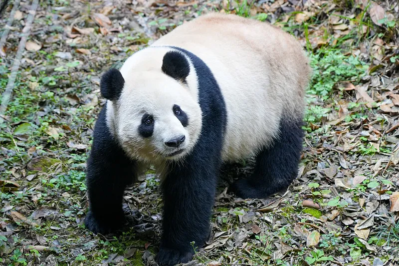 Cover image for Caring for Senior Pandas: How 100-Year-Old Pandas Live Out Their Days — a giant panda related article on Pandacommon