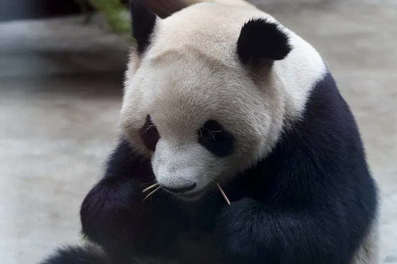 Cover image for "Tropical Challenge: Keeping Pandas Cool in Singapore and Malaysia"