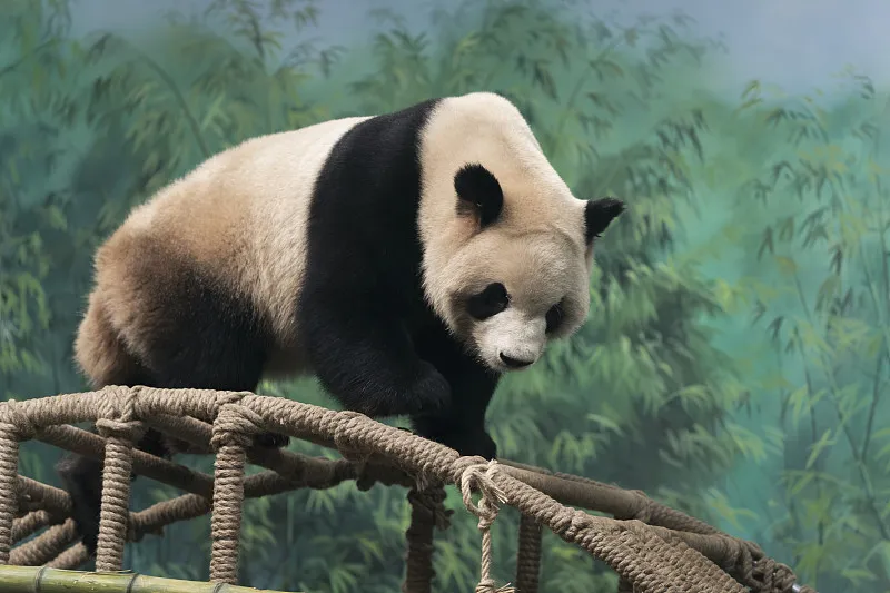 Cover image for Ueno Zoo Obsession: Why Japan Falls Deeper in Love With Pandas Every Year — a giant panda related article on Pandacommon