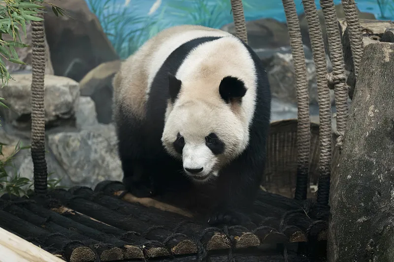 Cover image for "After the Earthquake: Wolong's Rebirth After the 2008 Wenchuan Disaster"