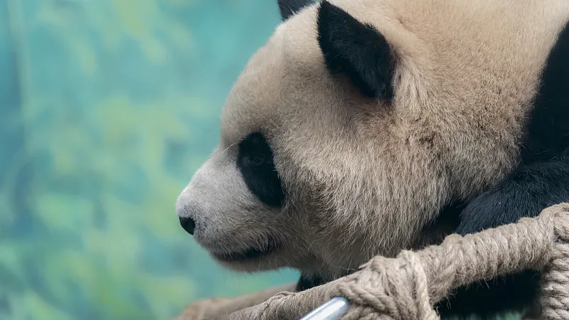 Cover image for What Does Extinction Mean? Why Every Kid Should Care About Pandas — a giant panda related article on Pandacommon